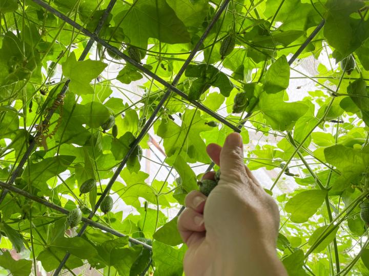 hand picking gherkins