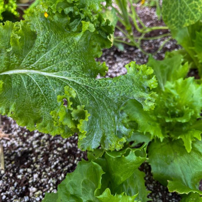 Powdery Mildew on a Broccoli Raab leaf