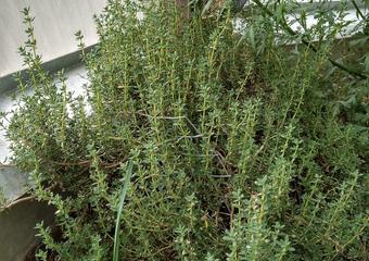 Thyme-Growing-in-a-Growing-Dome-Greenhoues