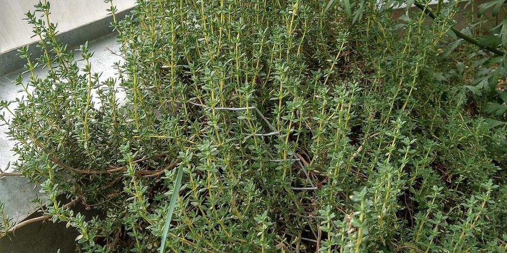 Thyme-Growing-in-a-Growing-Dome-Greenhoues