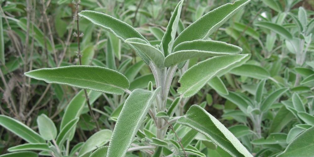 How to Grow Sage image