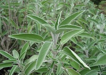 How to Grow Sage