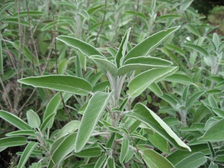 sage growing in a raised bed