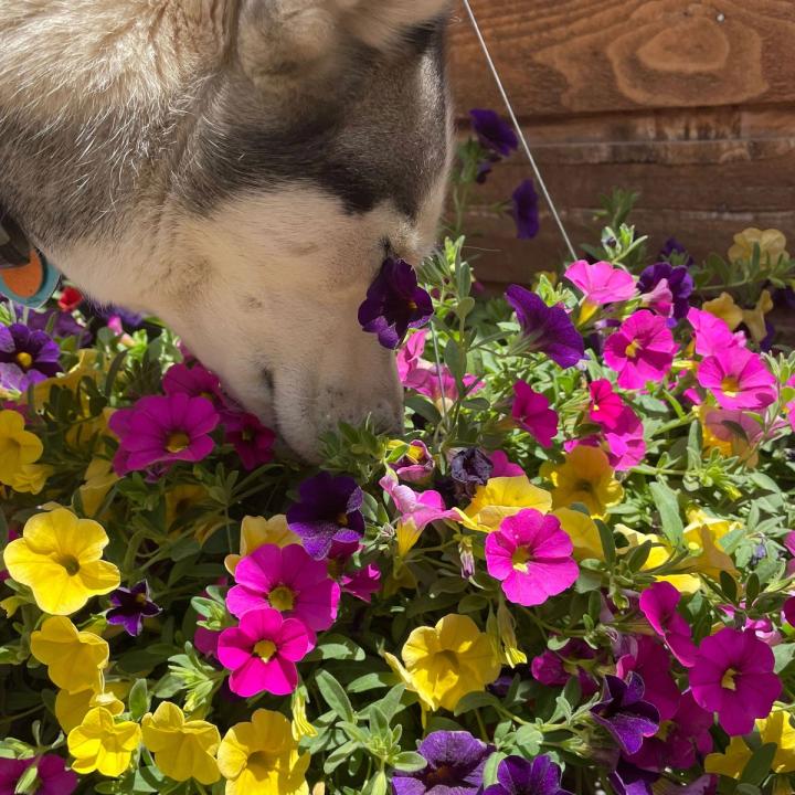 a curious husky putting her nose in a basket of million bells petunias