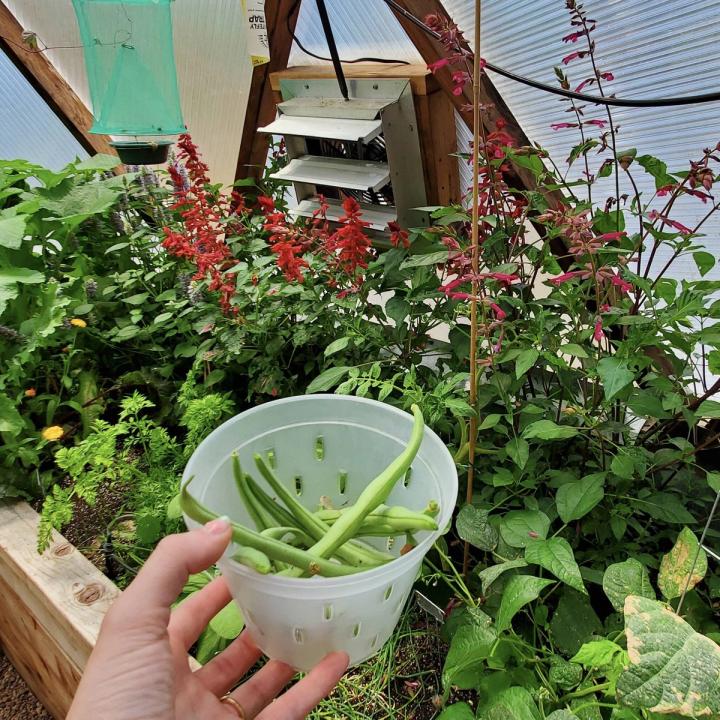 Fresh Beans from the Garden
