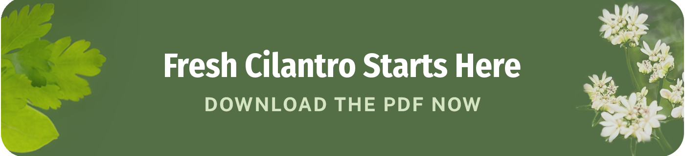 fresh cilantro starts here download the pdf now