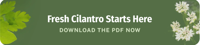 fresh cilantro starts here download the pdf now