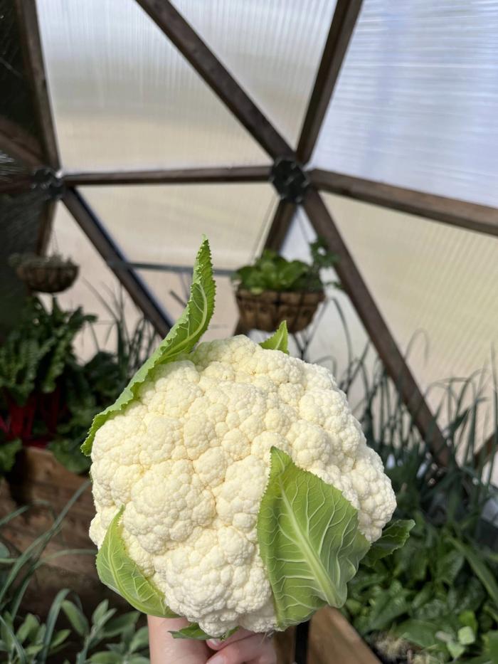 cauliflower head
