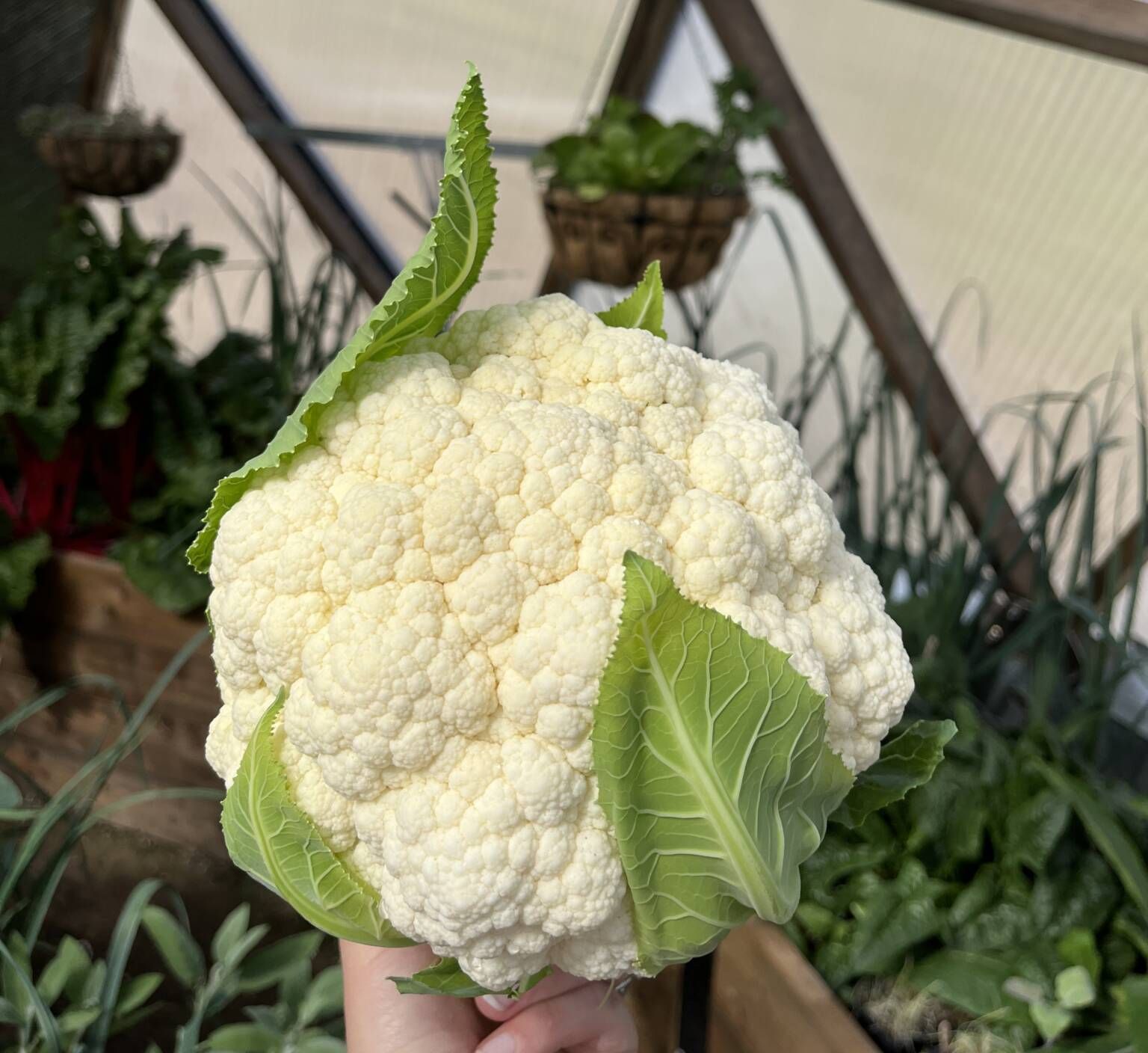 Growing Brassicas: Cabbage Family Crops | Growing Spaces