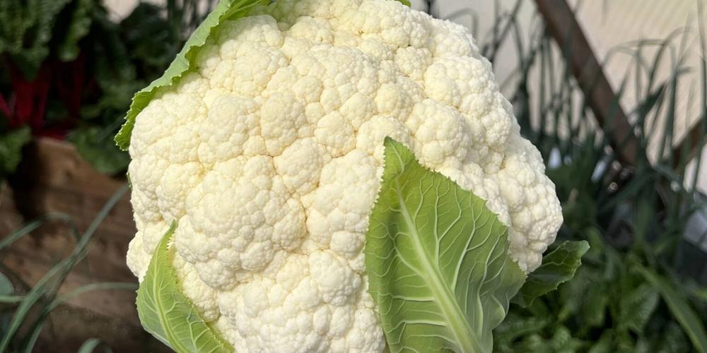 cauliflower 2024_7131