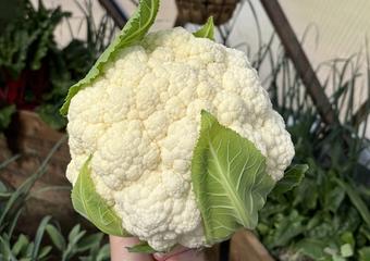 cauliflower 2024_7131