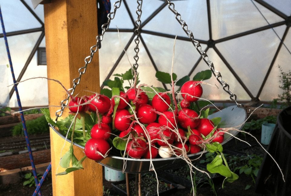 radished hanging in a scale inside of a geodesic greenhouse
