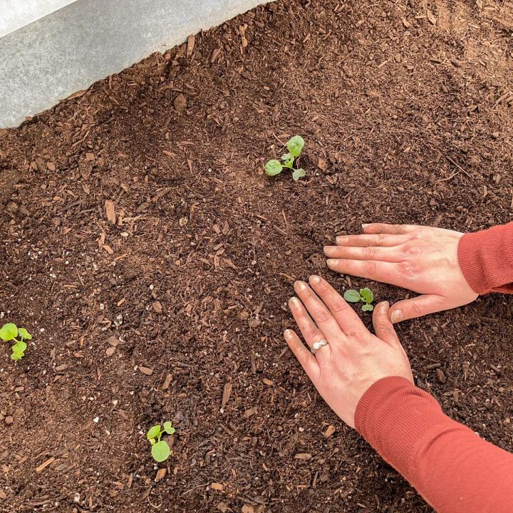 hands framing a seedling in a garden bed like it was just planted