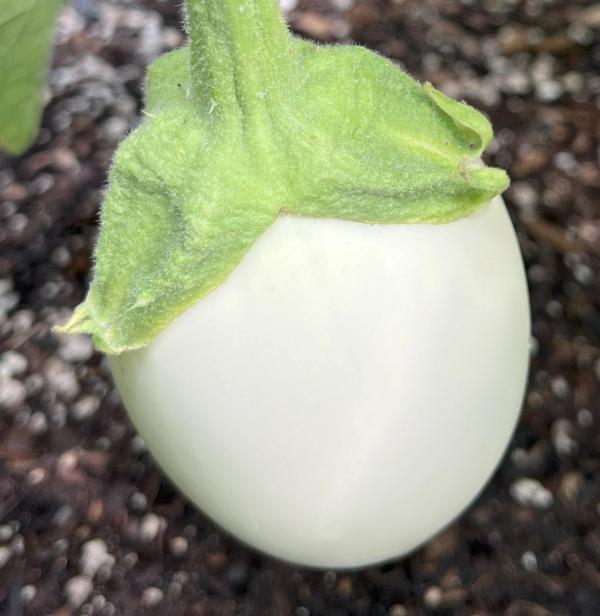 Prickly eggplant cap or calyx