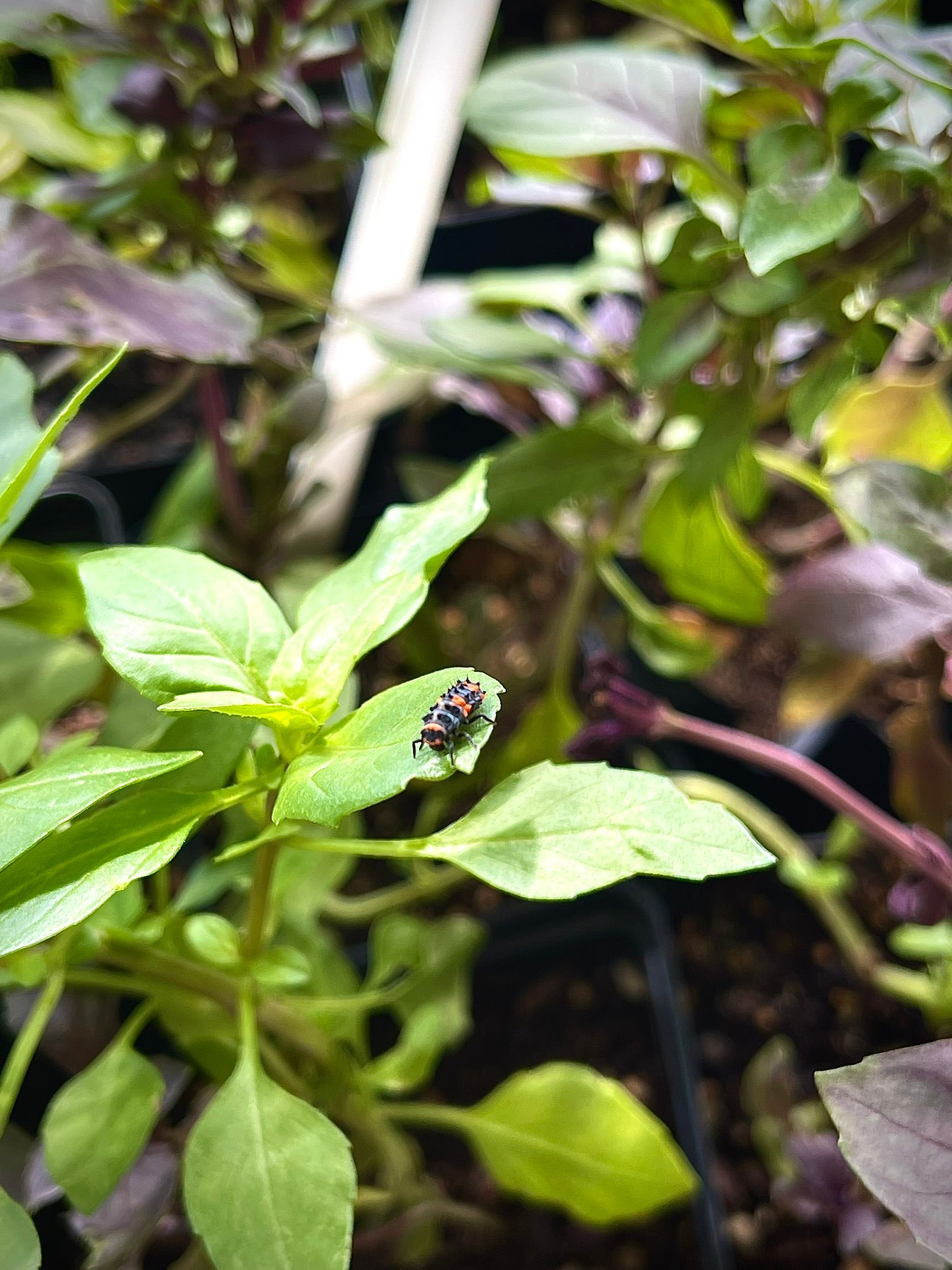 baby ladybug on a leaf