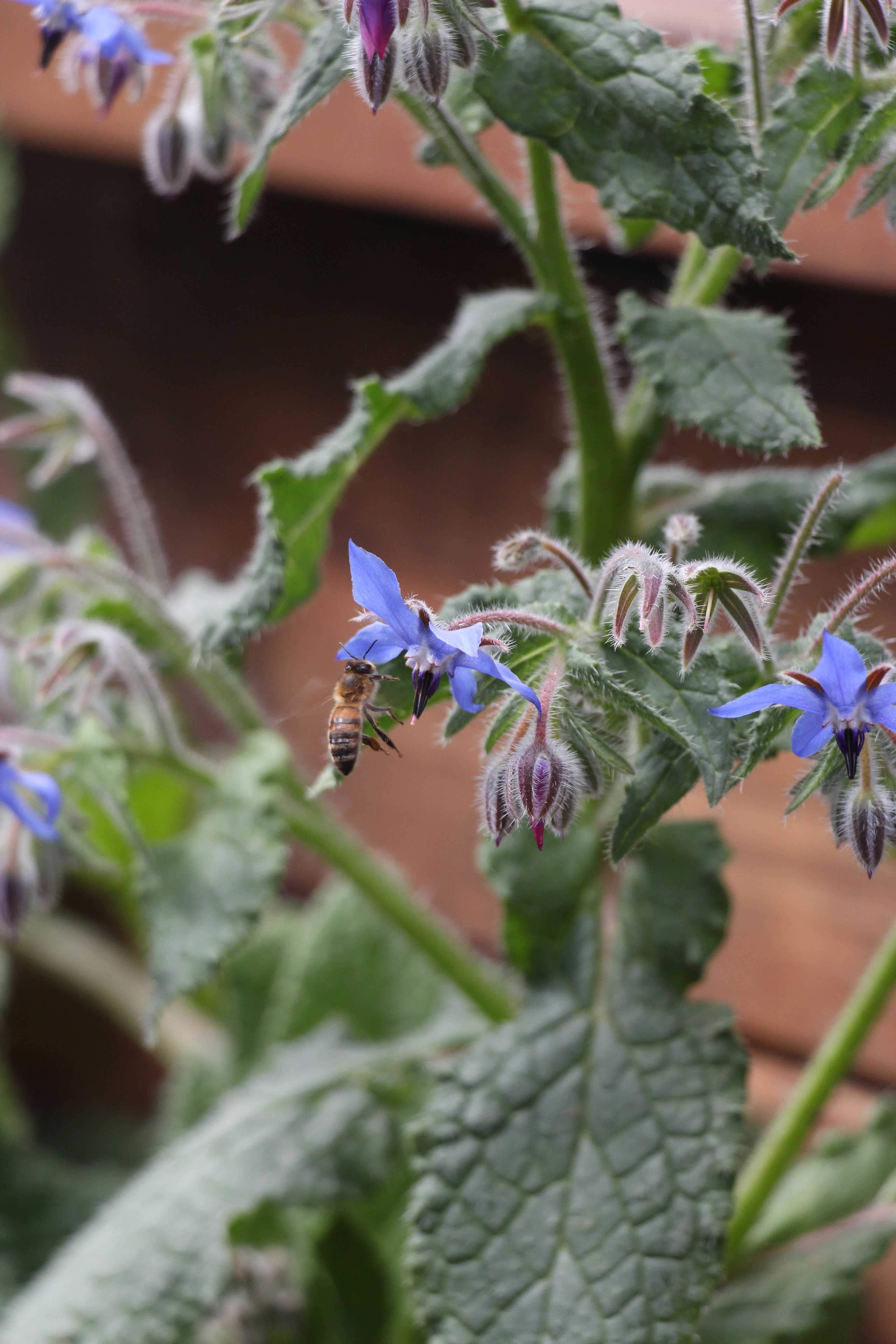 bee attracted to blue borage flower