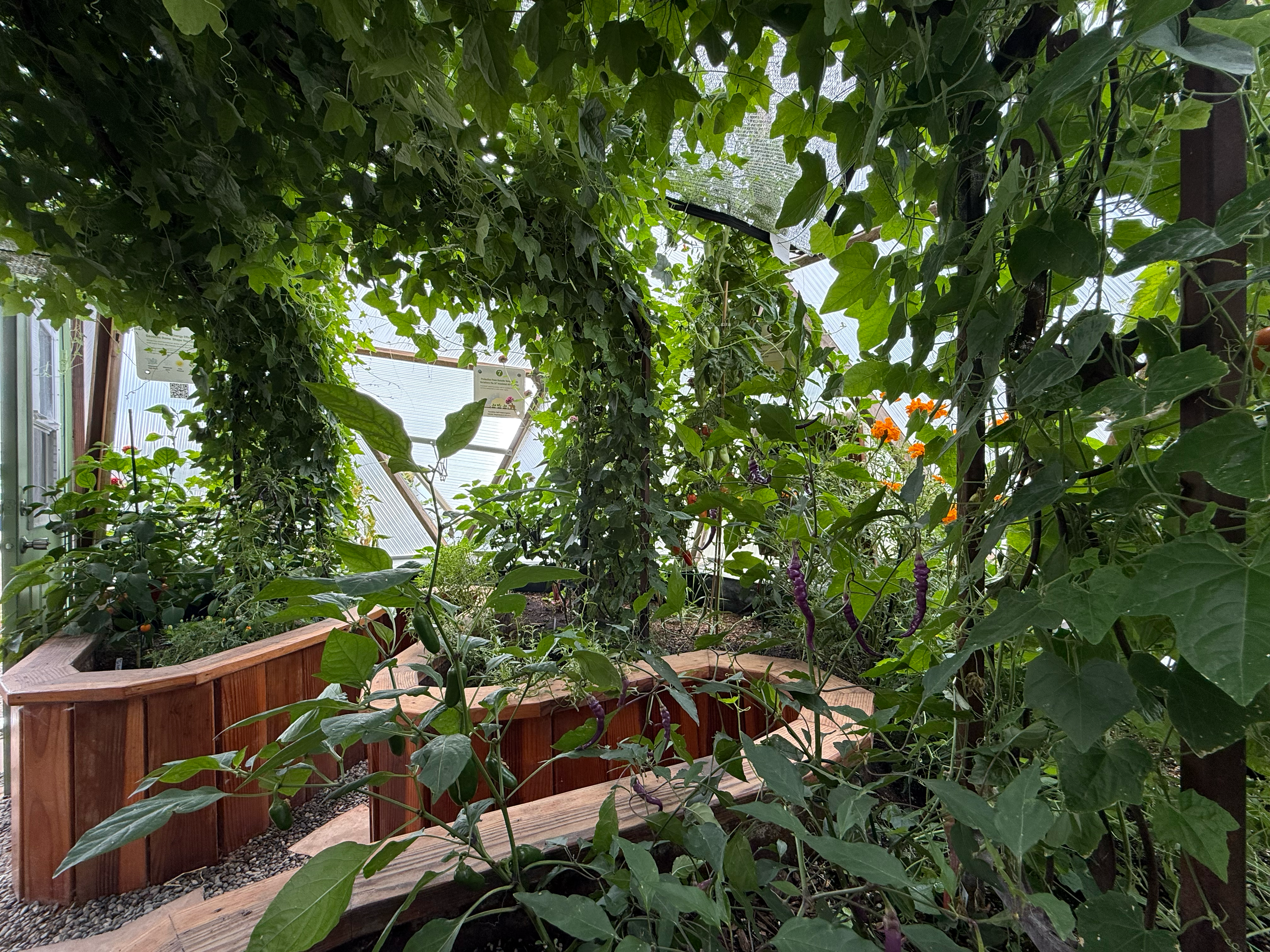 Mexican gherkin cucumbers growing on a trellis creating a shaded greenhouse microclimate to the plants below