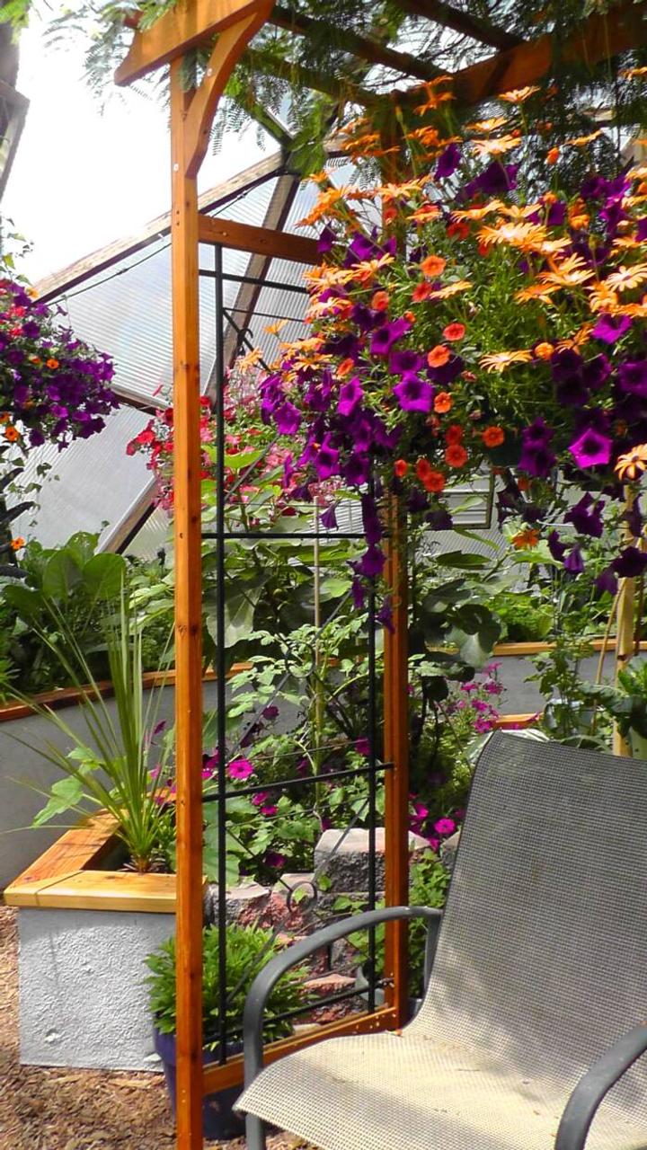 hanging basket featuring purple petunias hanging from and arbor in a geodome greenhouse