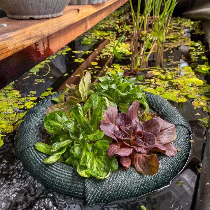 green floating island planter with four types of lettuce floating amongst frog bit in a Growing Dome pond