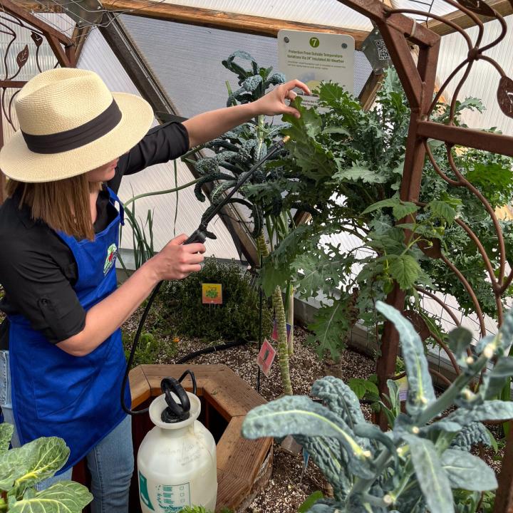 Gardener with straw hat and royal blue apron applying a chili pepper spray to manage aphids with organic pest management