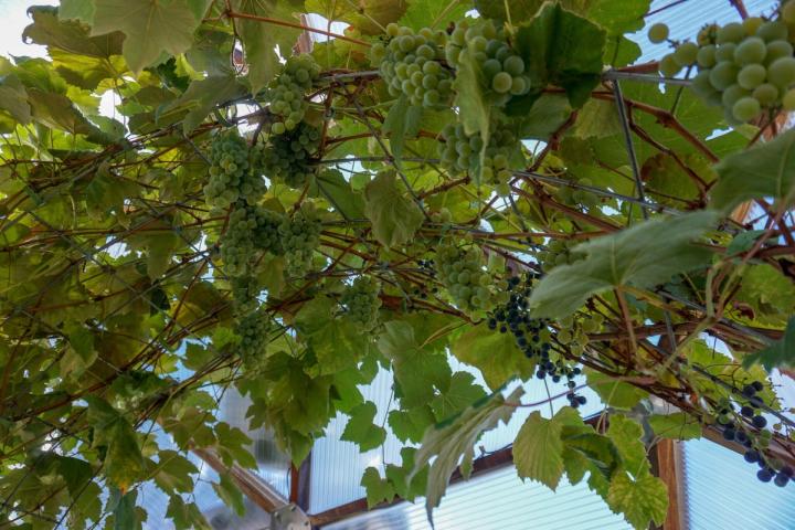 grapevine in a dome greenhouse