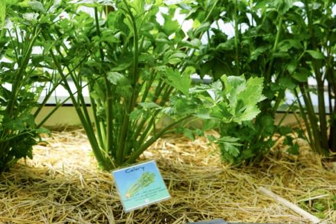 celery growing indoors in raised beds in the greenhouse