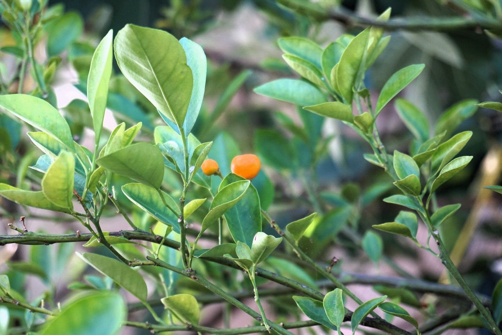 Mandarin tree and fruit