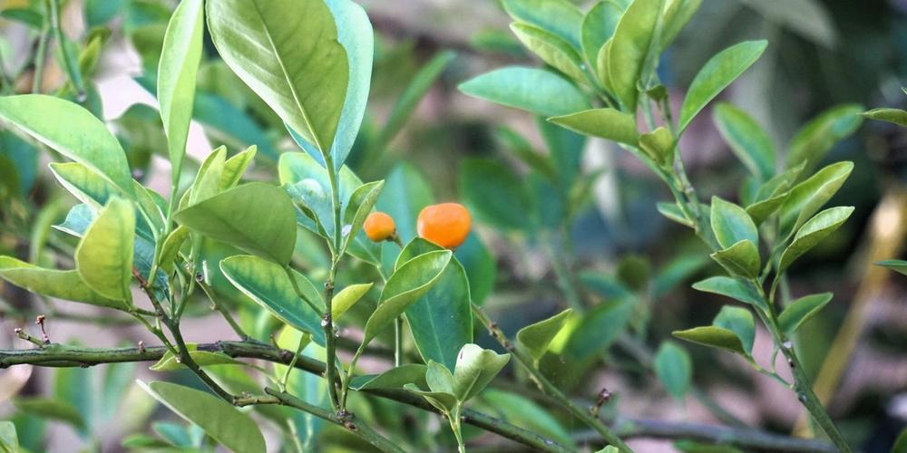 Mandarin tree and fruit