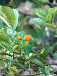 Mandarin tree and fruit