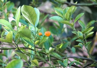 Mandarin tree and fruit