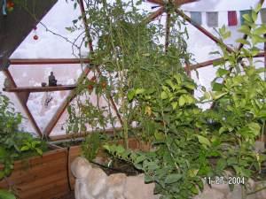 Tomatoes growing inside a greenhouse in Utah during late fall