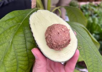 Avocado Ice Cream
