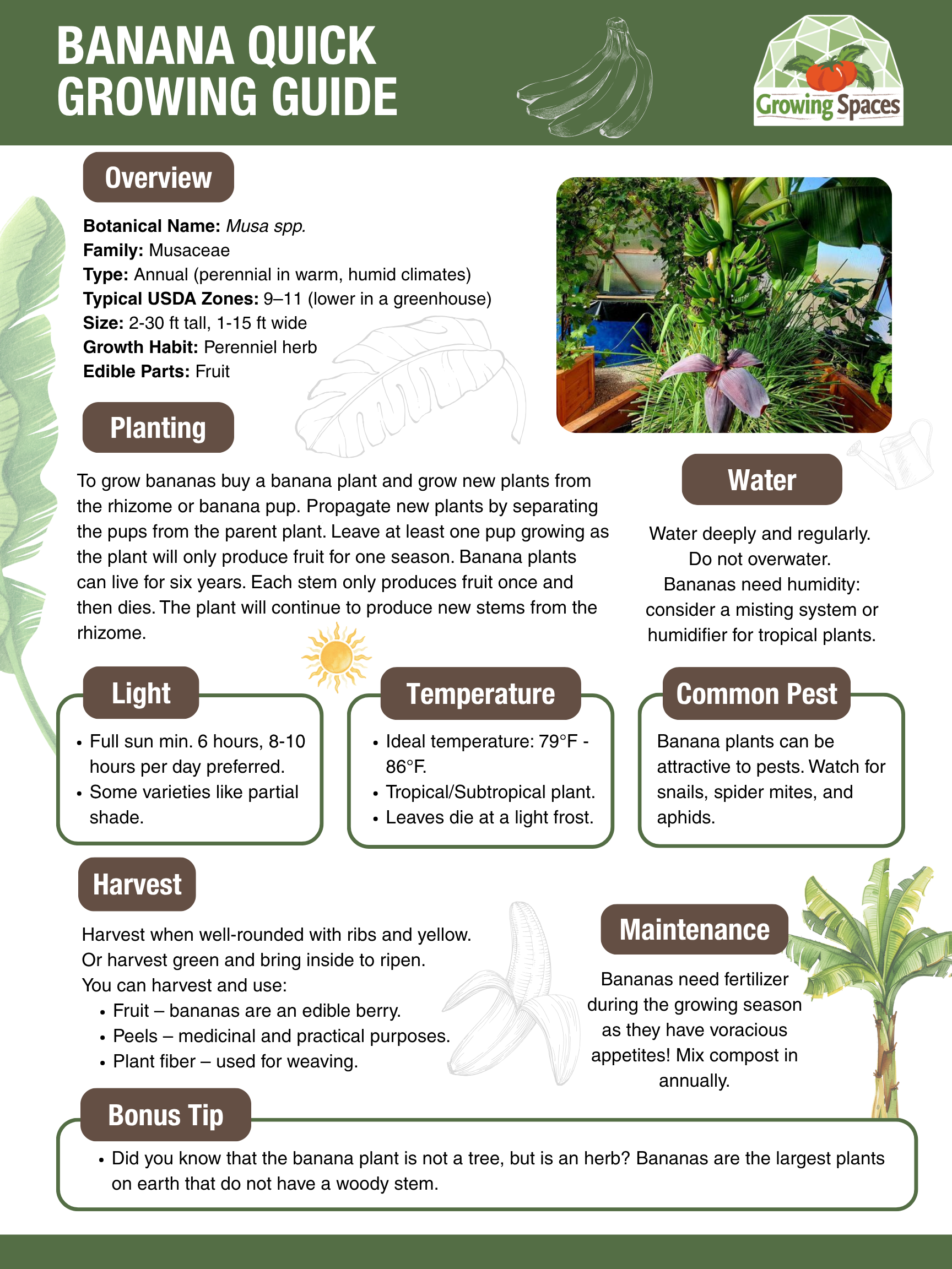 Banana Growing Guide image