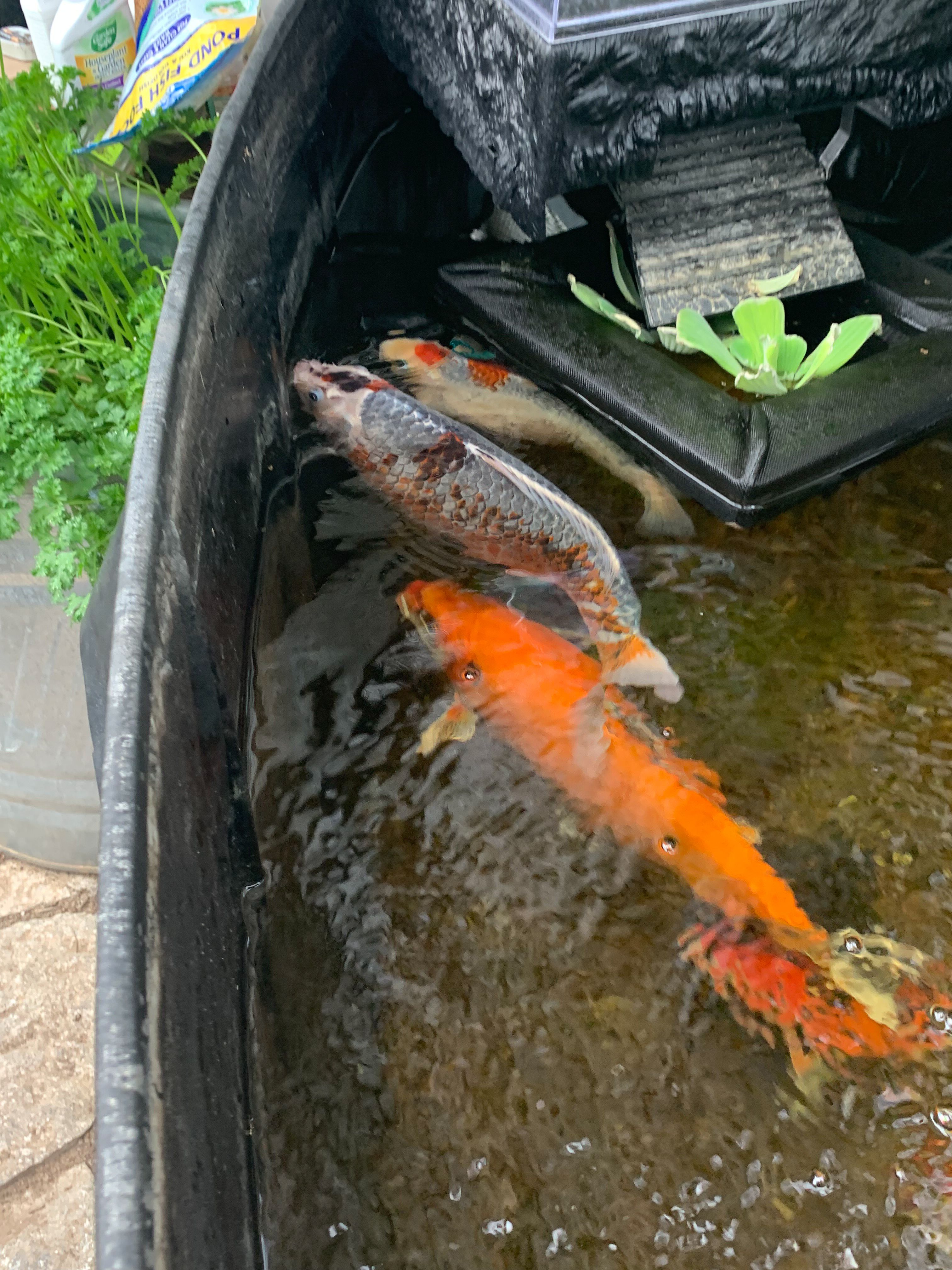 Multicolored koi fish in an above ground pond