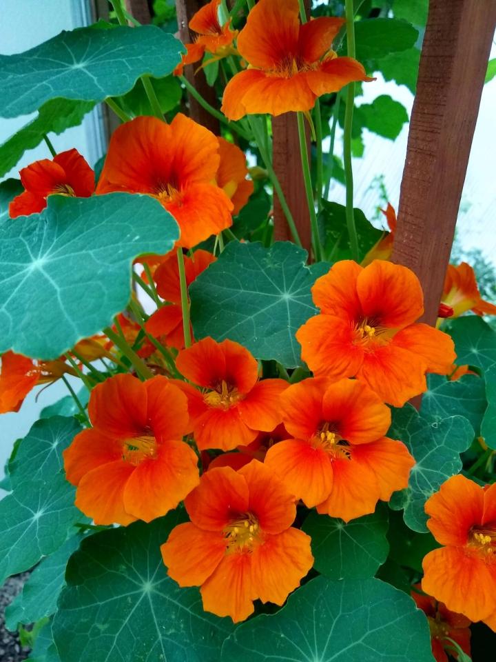 bright orange Nasturtium climbing a trellis