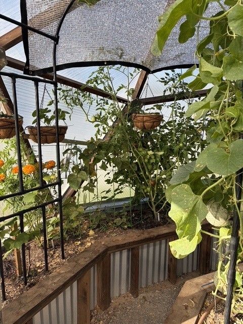 corrugated metal garden beds filled with veggies and various hanging baskets in a Growing Dome greenhouse