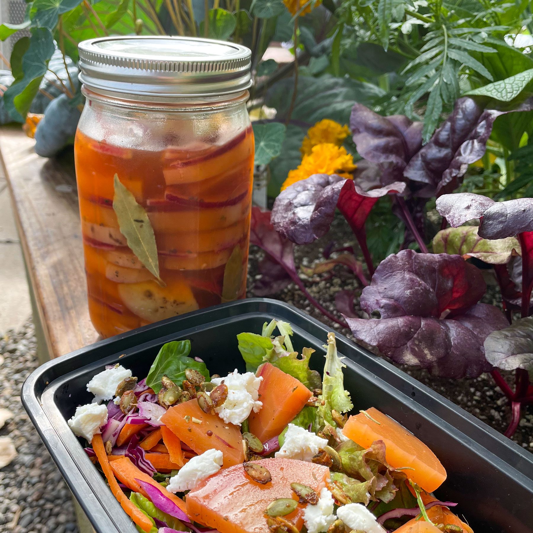 pickled beets in a jar goat cheese and beet salad in foreground sitting on raised garden bed with beets growing in the background