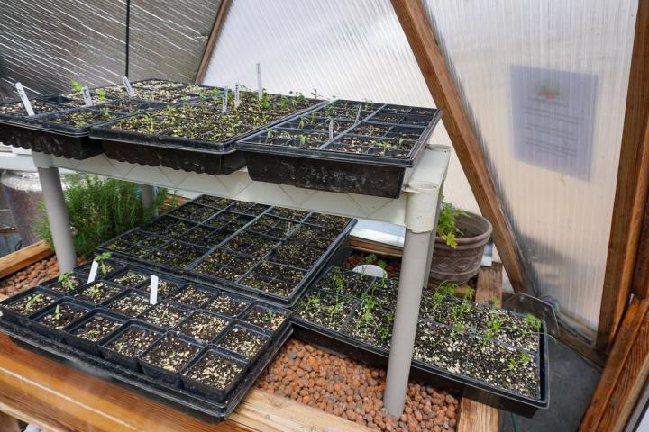 seed starting trays that are starting to sprout on top of a hydroponics table