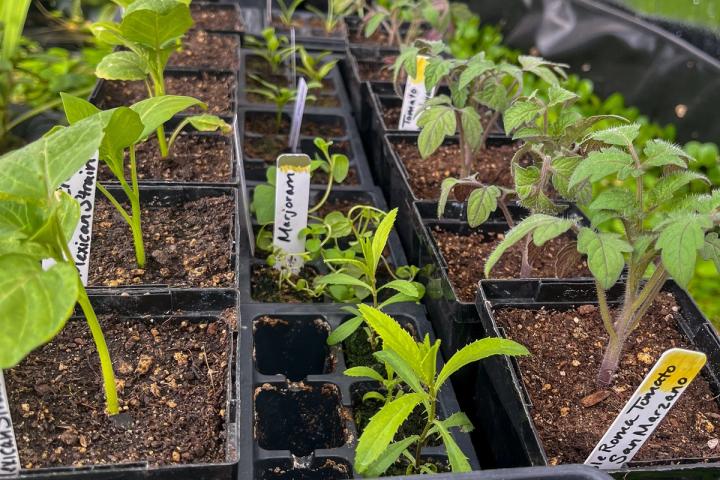 Seedlings of various plants in nursery pots in a greenhouse