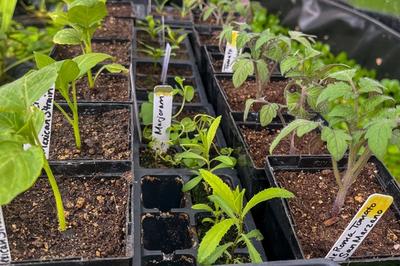 vegetable starts in trays in a Growing Dome greenhouse ready to be planted