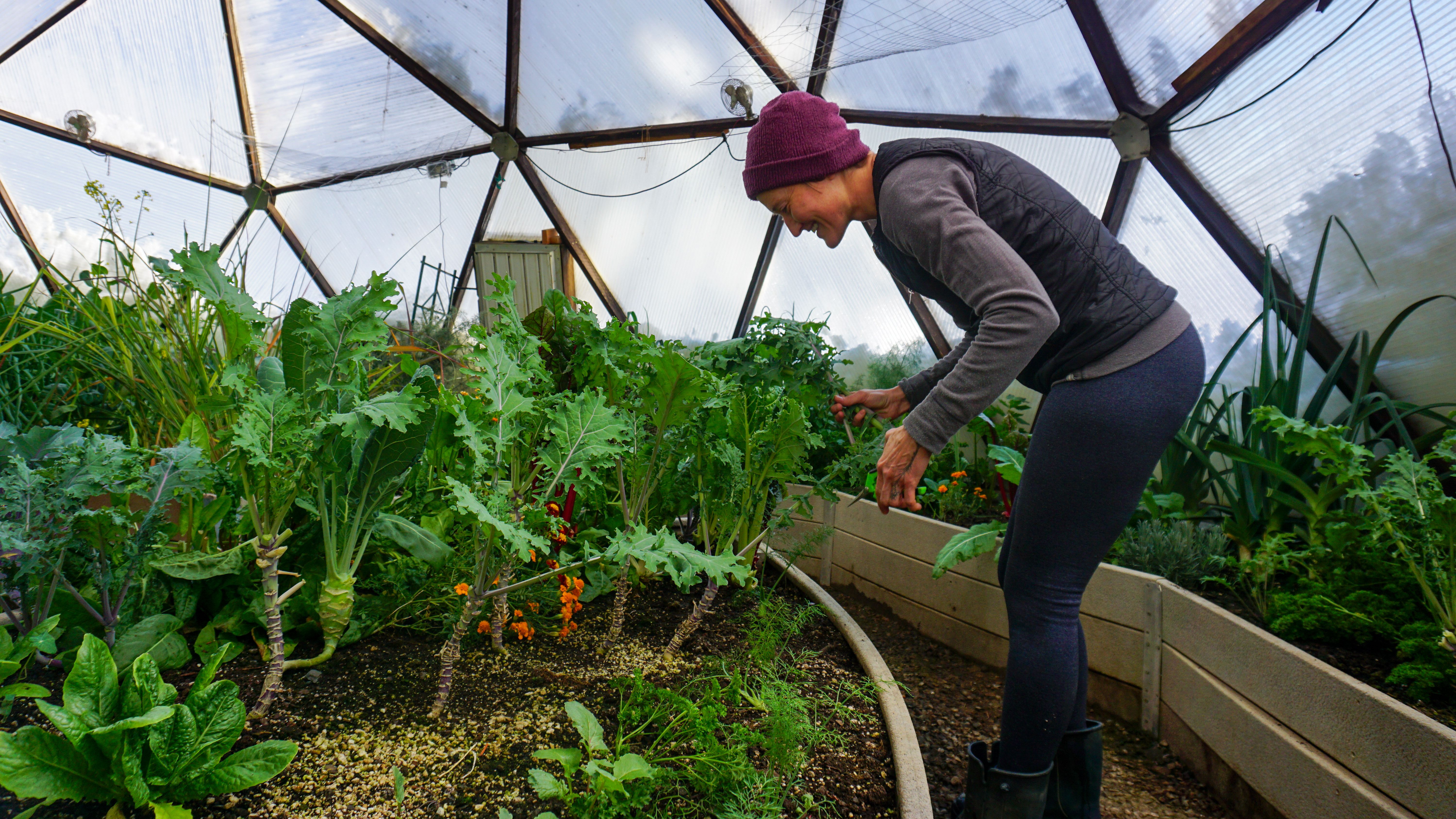 Gardener harvesting cold hardy crops from the south zone of a growing dome greenhouse during winter