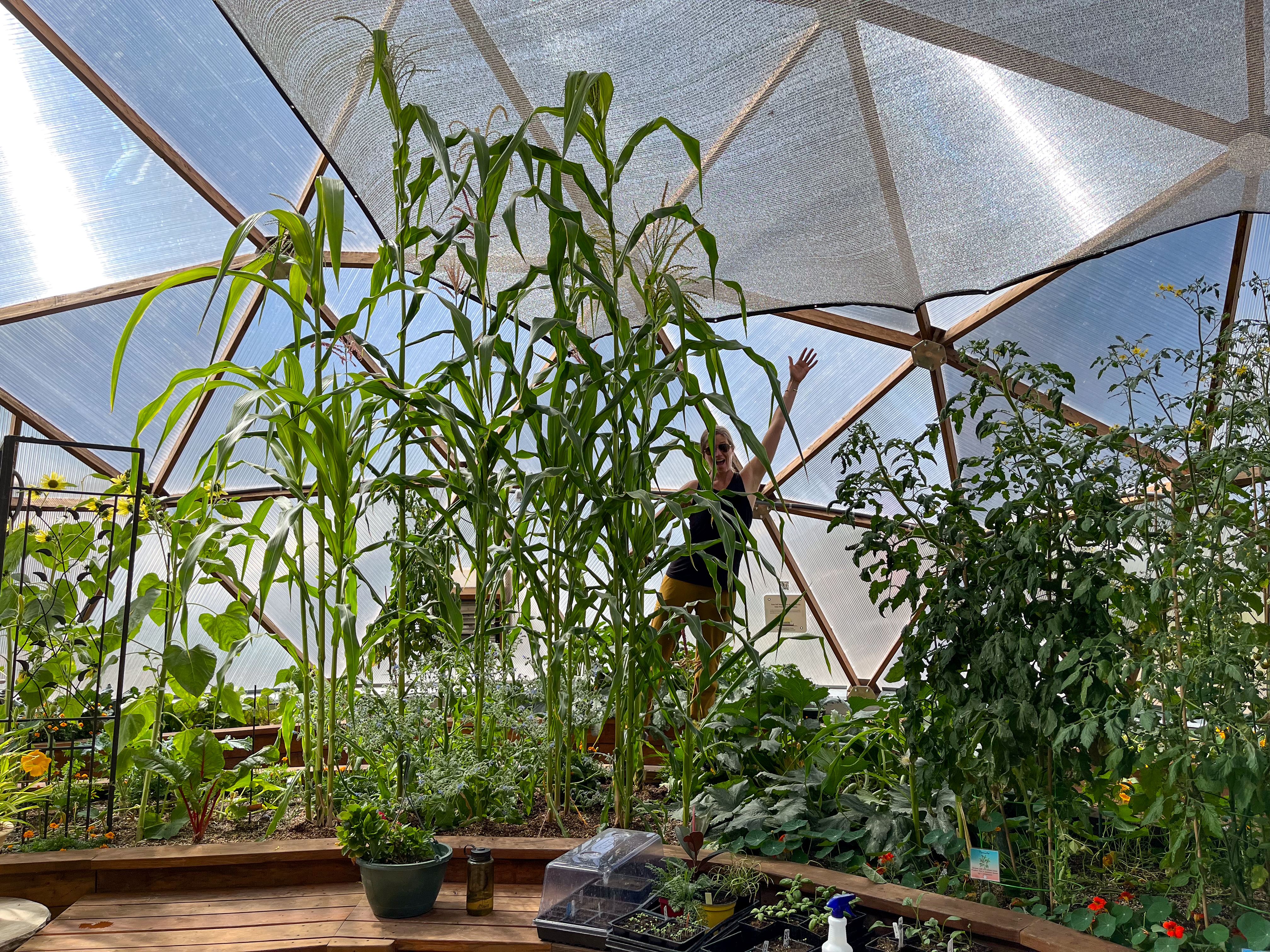 Corn growing in a greenhouse with a woman standing behind with arms stretched up to show the height