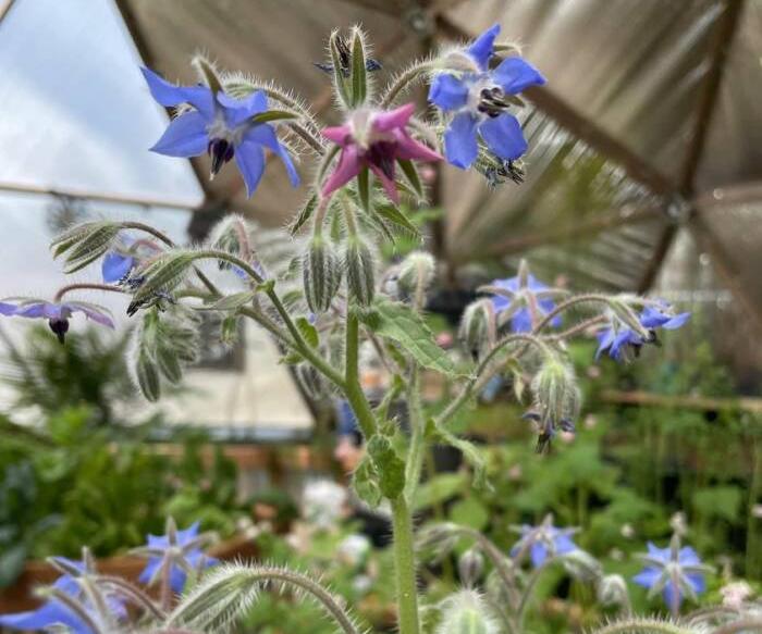 Blue and pink borage flowering inside a Growing Dome greenhouse