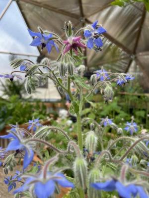 blue and pink borage blossoms growing in a greenhouse