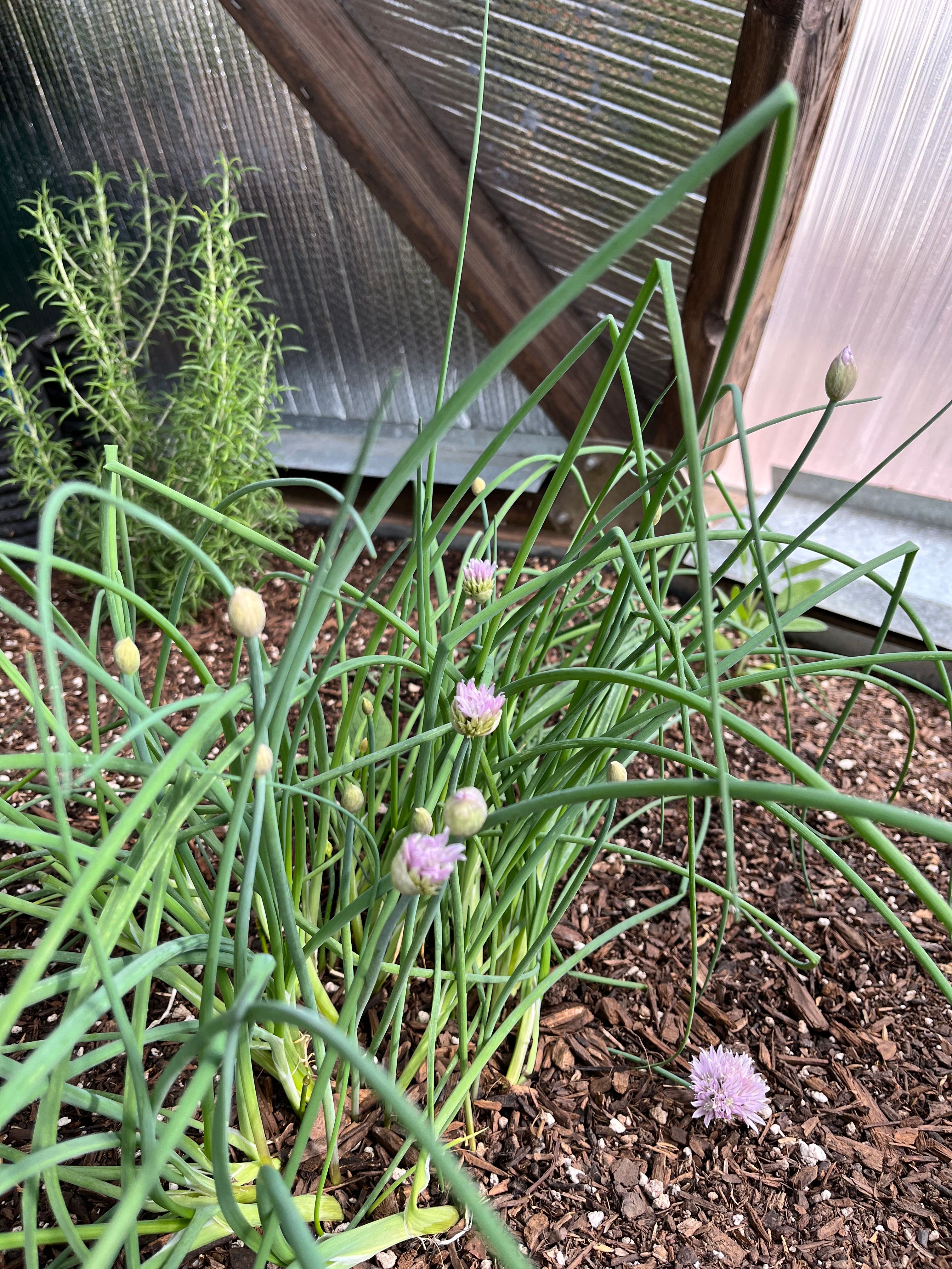 chives and rosemary herbs growing in a dome greenhouse