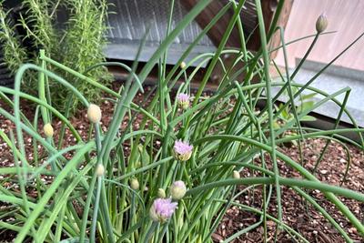 chives and rosemary herbs growing in a dome greenhouse