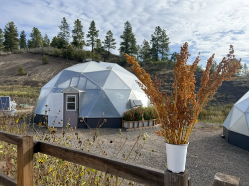 harvested quinoa stalks in a cup framing geodesic dome greenhouse in the background
