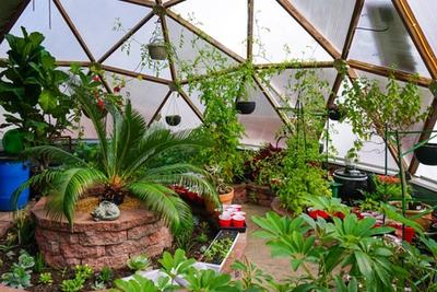 Lush interior of a Growing Dome greenhouse in southern Illinois