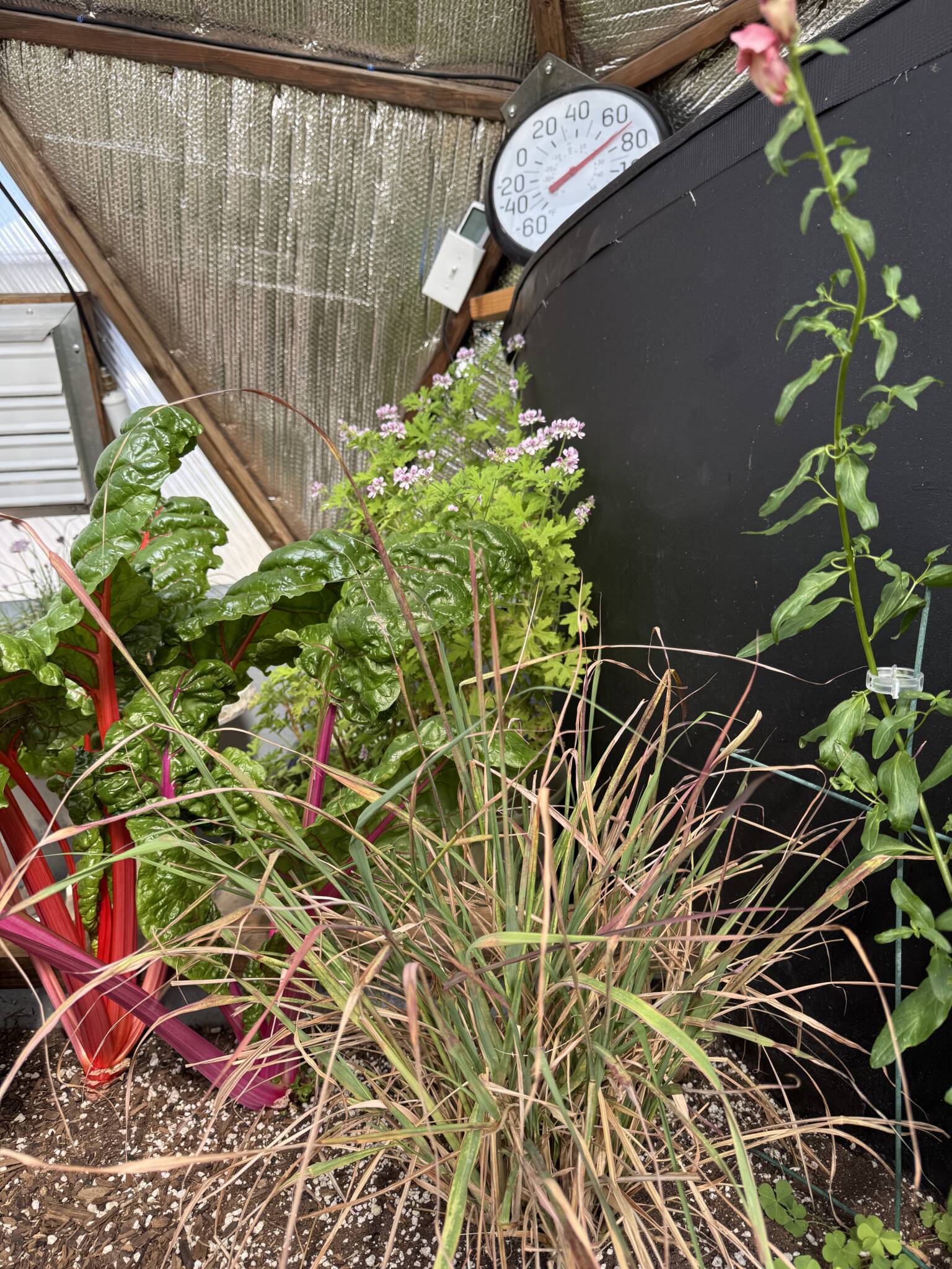 lemongrass growing in a raised bed in the foreground with a citronella flowering in the background in a dome
