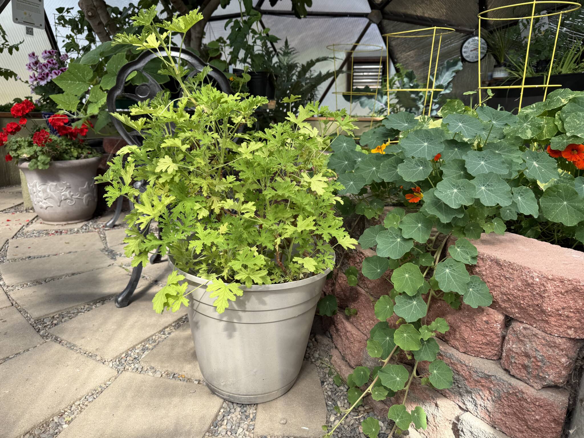 citronella plant growing in a pot in a geodesic greenhouse next to a brick wall with nasturtiums growing over it